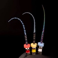 Endodontics